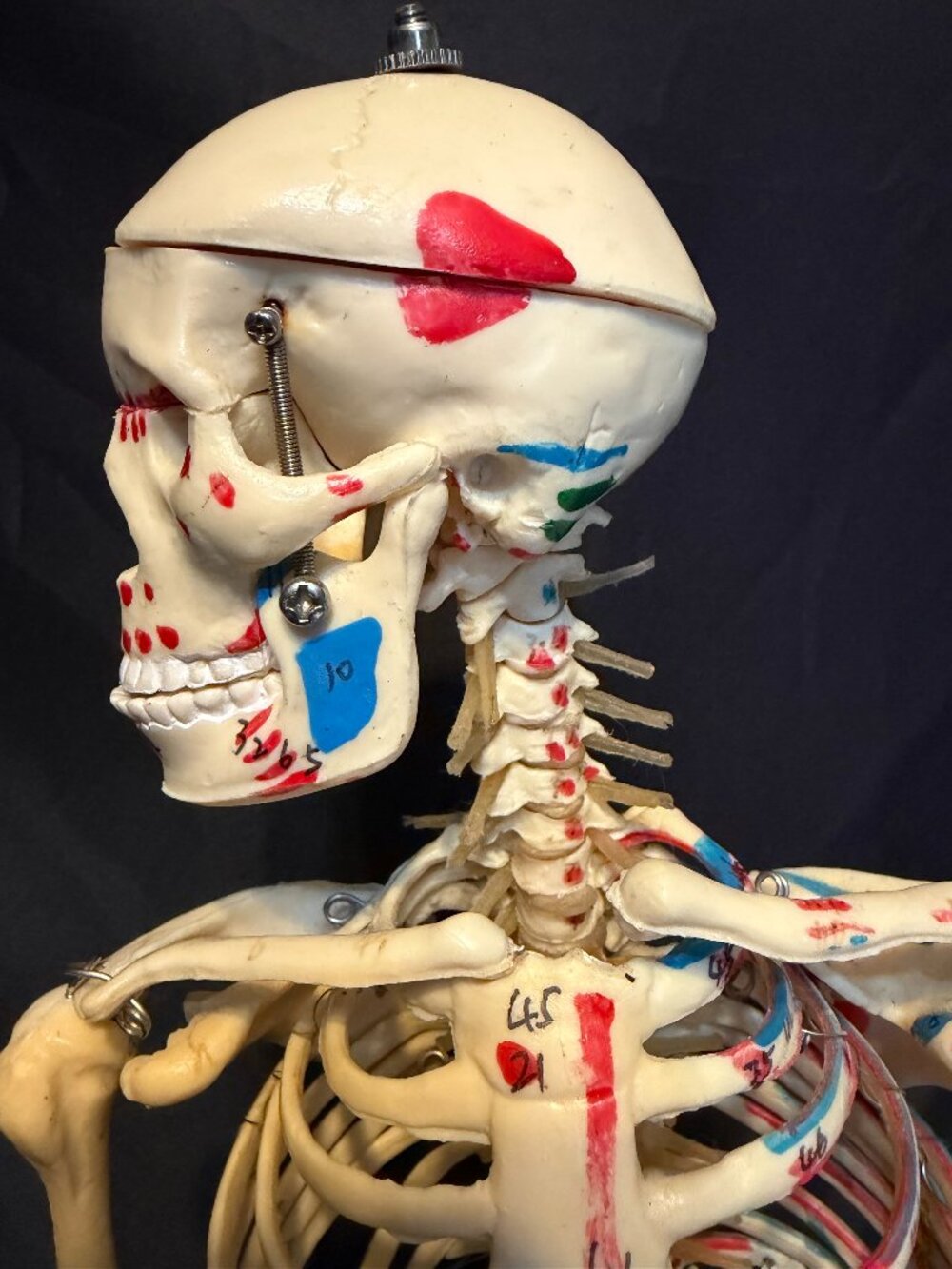 27" Anatomical Human Skeleton Teaching Model - Fully Posable with Stand